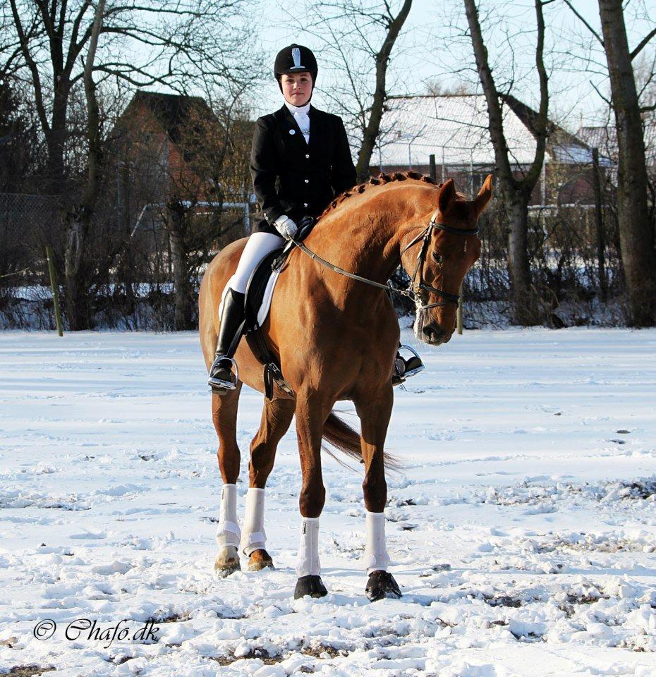 Dansk Varmblod Capella S - Velkommen til Poppens profil :)
Poppen og jeg til vores andet stævne sammen. billede 1
