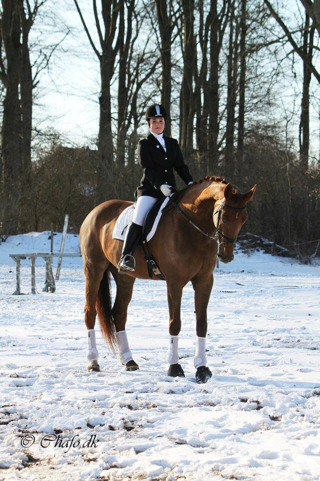 Dansk Varmblod Capella S - Modelbillede :)
Poppen og jeg til vores andet stævne sammen. billede 4