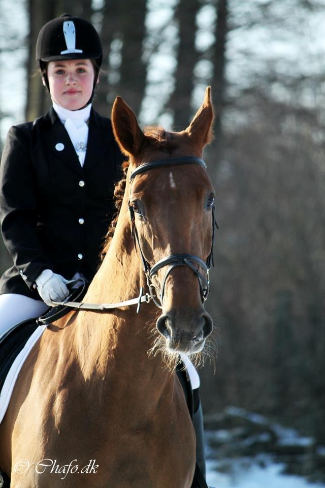 Dansk Varmblod Capella S - Pelle-Poppen.<3 billede 5