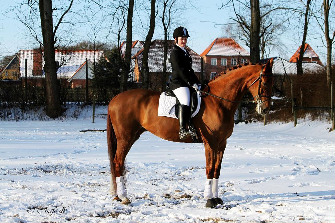 Dansk Varmblod Capella S - Prinsessen og jeg efter vore andet stævne sammen.<3 billede 6