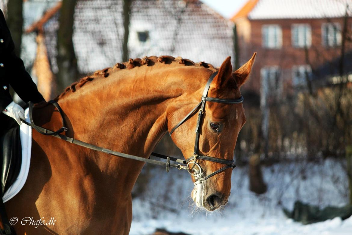 Dansk Varmblod Capella S - Smukke prinsessen.<3 billede 2
