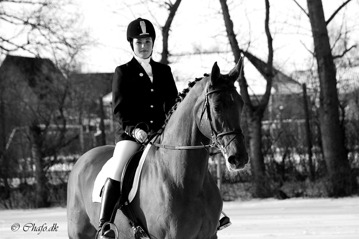 Dansk Varmblod Capella S - Mit et og alt.<3 billede 7