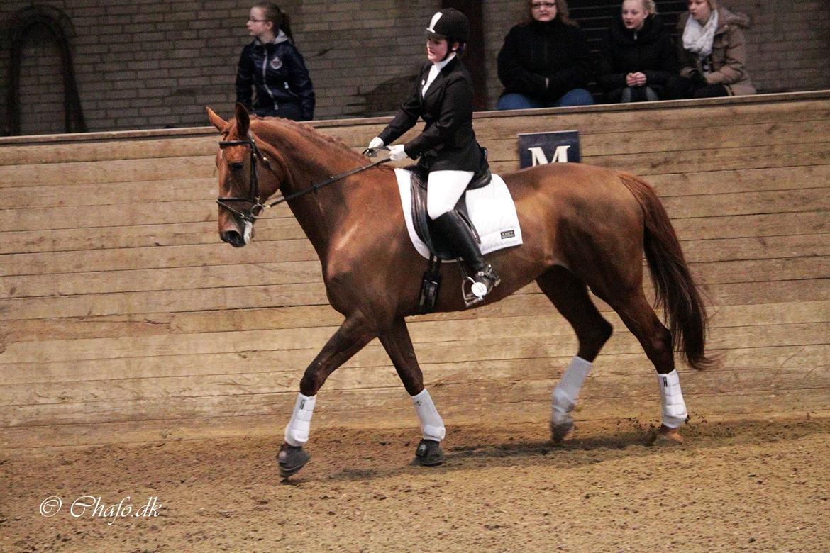 Dansk Varmblod Capella S - Poppen og jeg i trav til vores andet stævne sammen.<3 billede 8