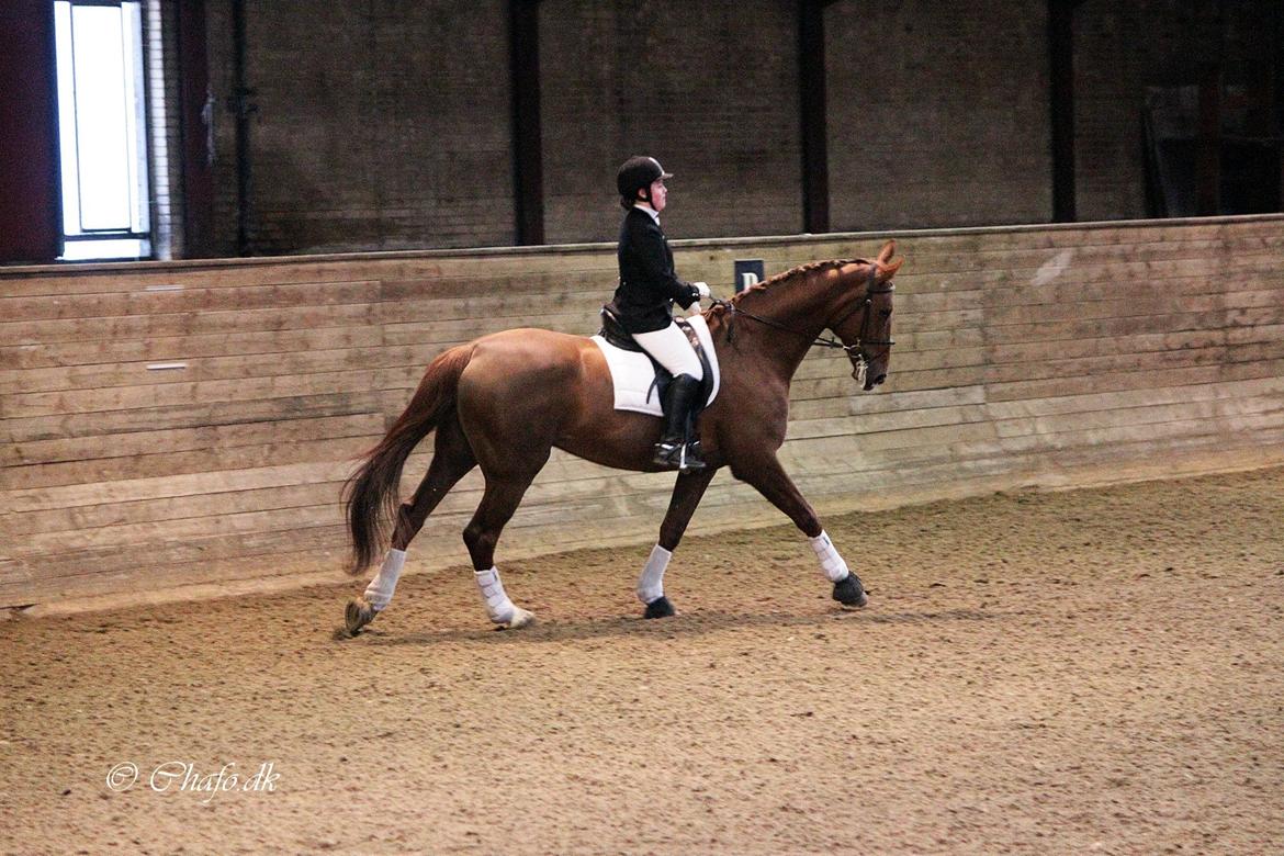Dansk Varmblod Capella S - Poppen og jeg i galop til vores andet stævne sammen.<3 billede 9