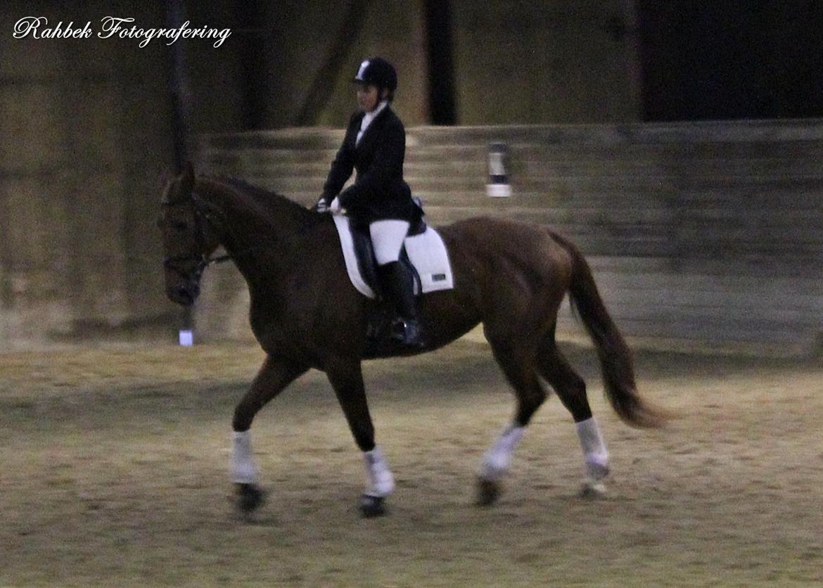 Dansk Varmblod Capella S - Poppen og jeg til vores første stævne sammen :) billede 3