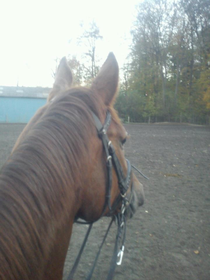 Dansk Varmblod Capella S - Prinsessen efter endt træning.<3 billede 13