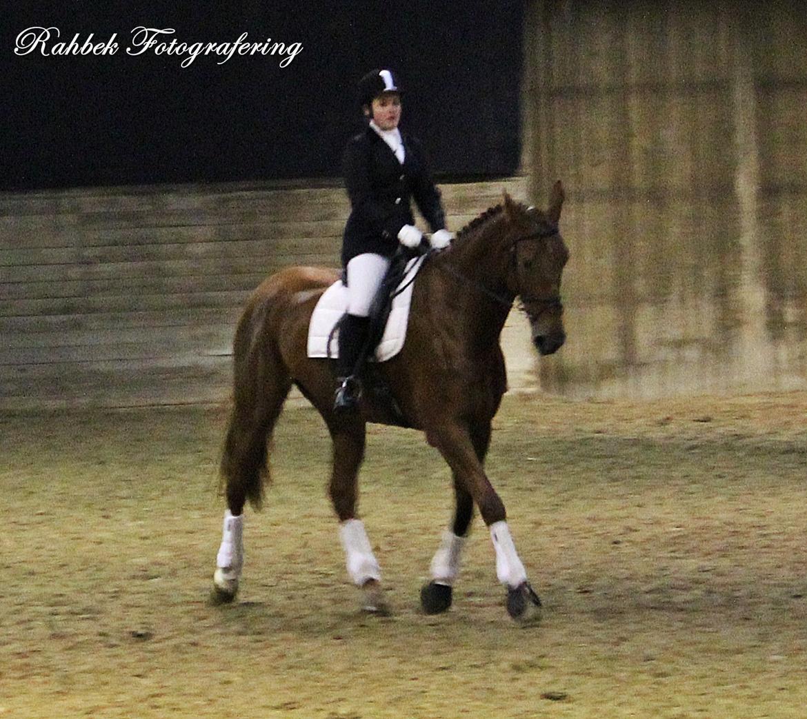 Dansk Varmblod Capella S - Pelle-Popsen og jeg til vores første stævne sammen.<3 billede 12