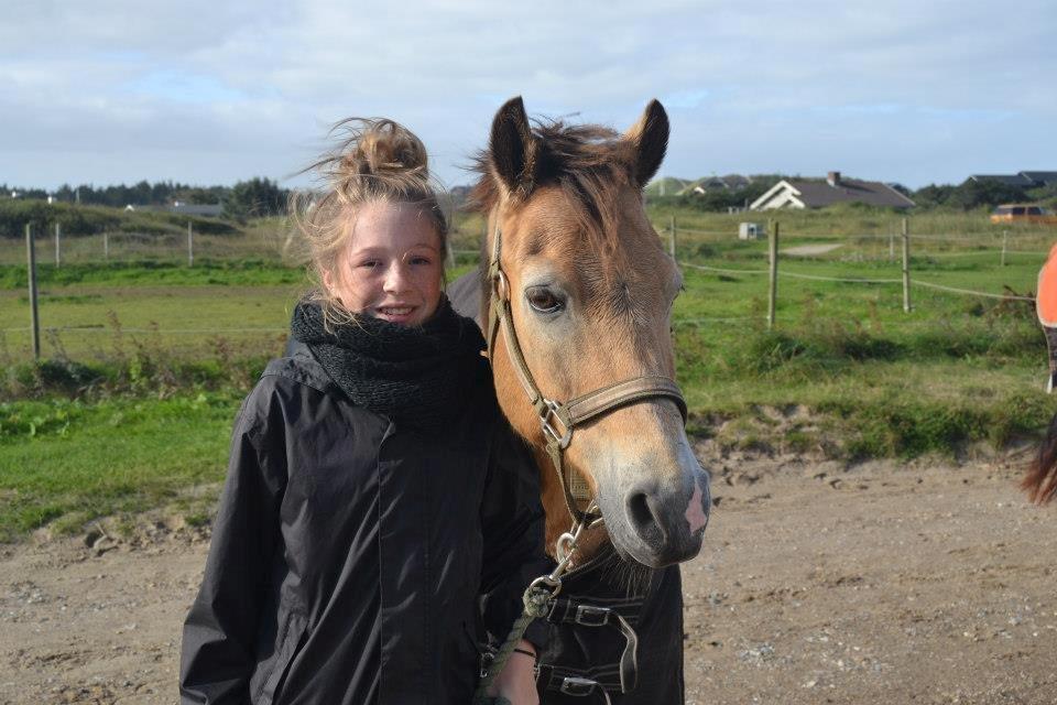 Irsk Sportspony Irish Don - Blokhus med ANE 2012 billede 6