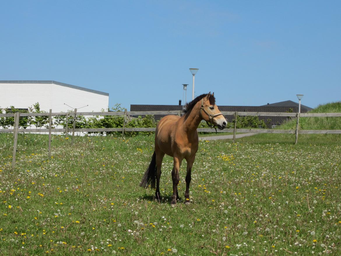 Irsk Sportspony Irish Don billede 8