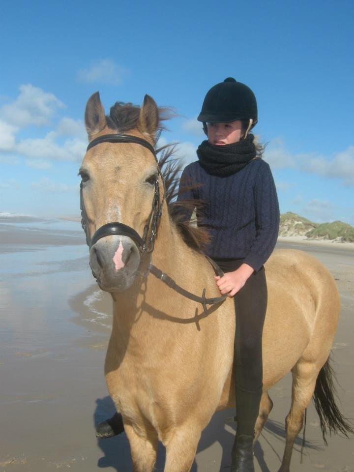 Irsk Sportspony Irish Don - Ved stranden på liniefagstur i Blokhus (ANE 12/13) billede 5