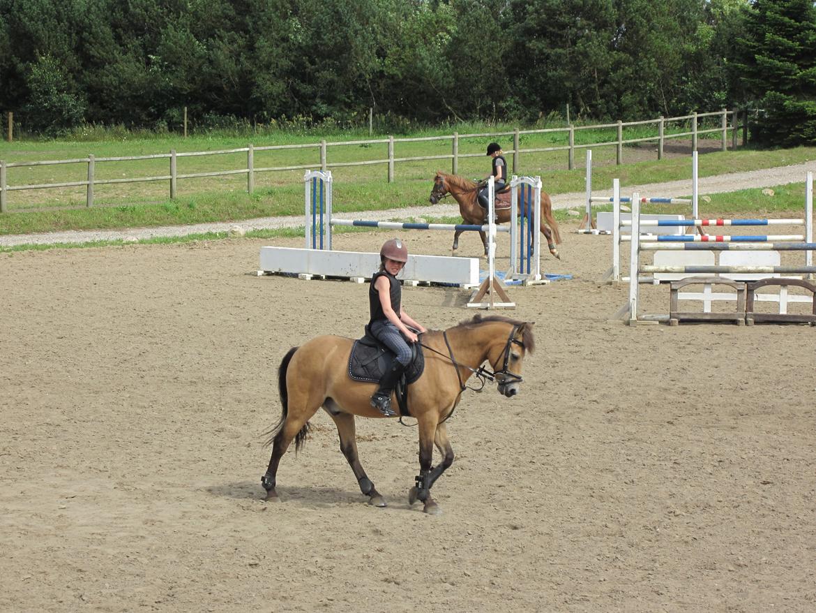 Irsk Sportspony Irish Don - Springtræning ved Kristian Skovrider billede 7
