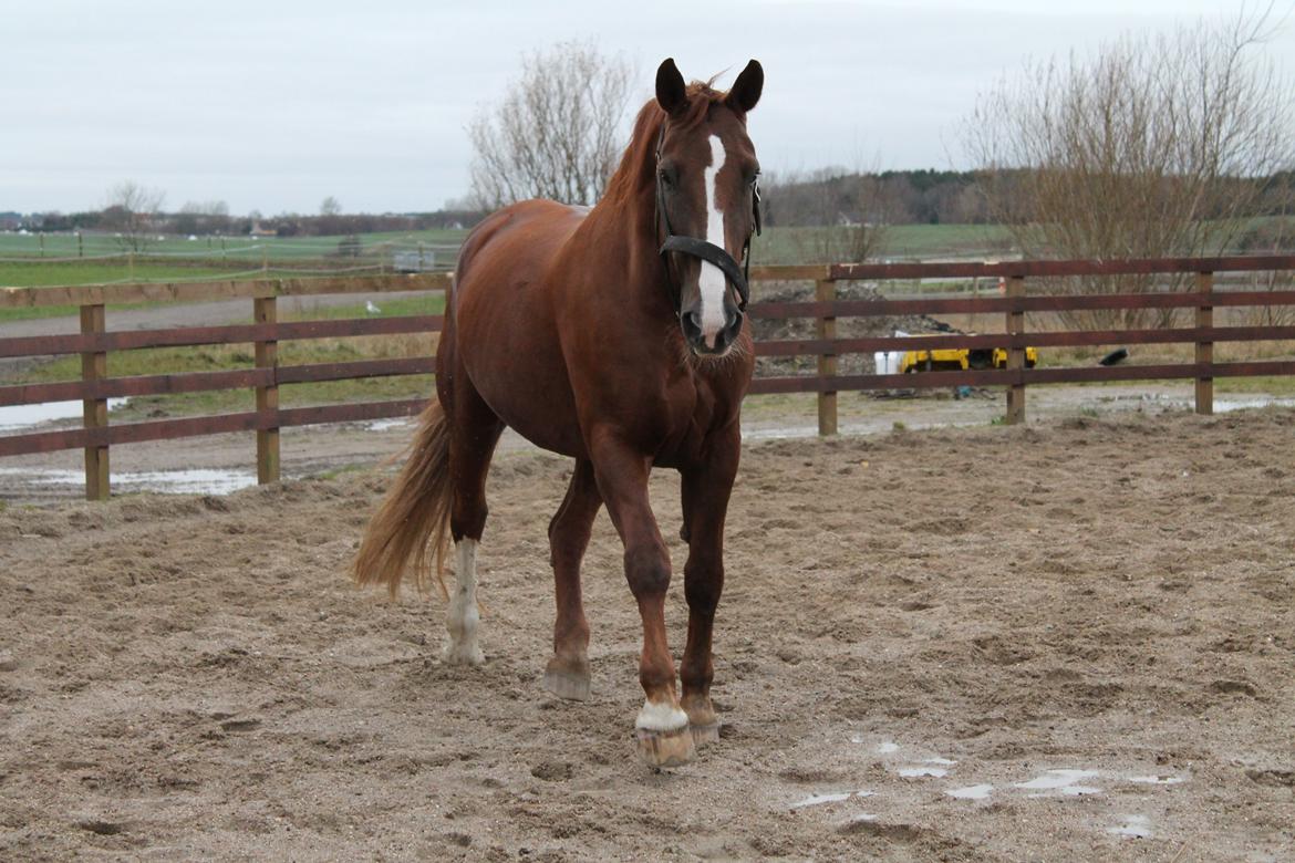 Anden særlig race Coco billede 1