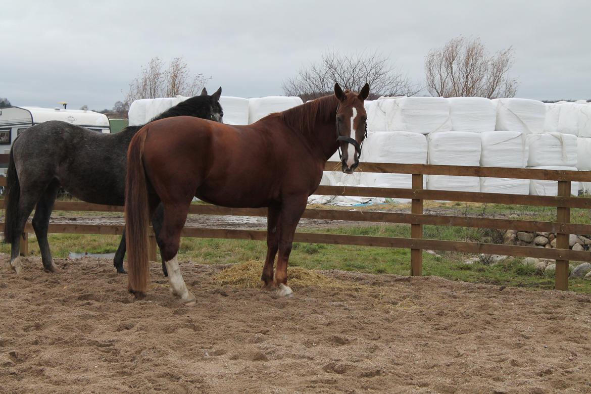 Anden særlig race Coco billede 7