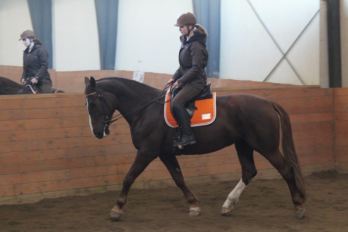 Anden særlig race Coco billede 8