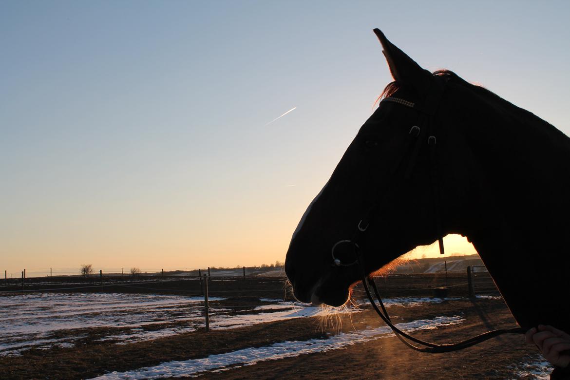 Anden særlig race Coco billede 9