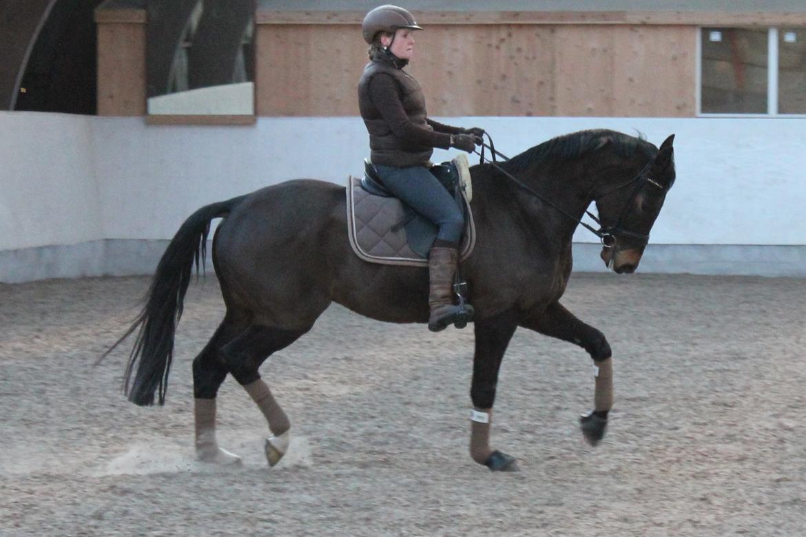 Trakehner Roloff - Marts 2013 billede 3