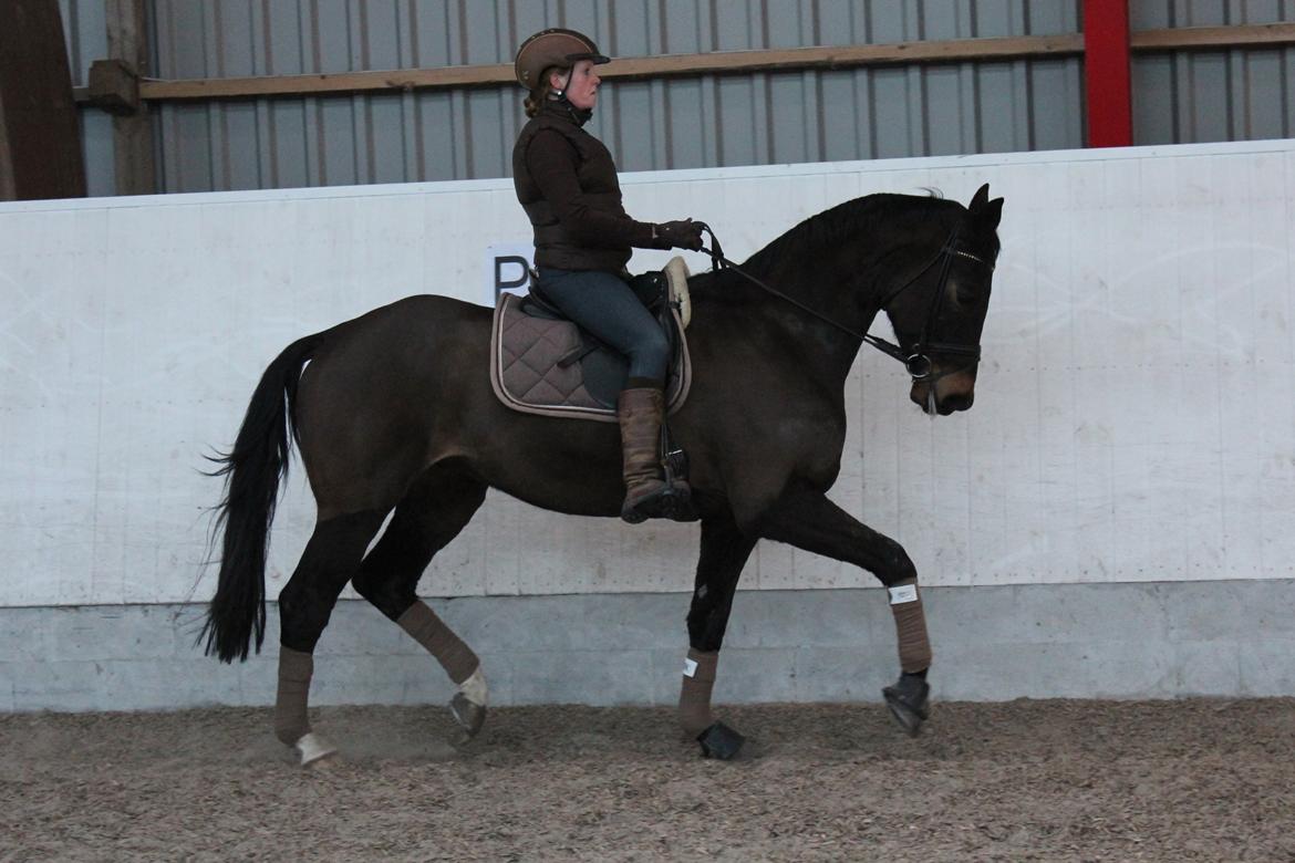 Trakehner Roloff - Marts 2013 billede 4