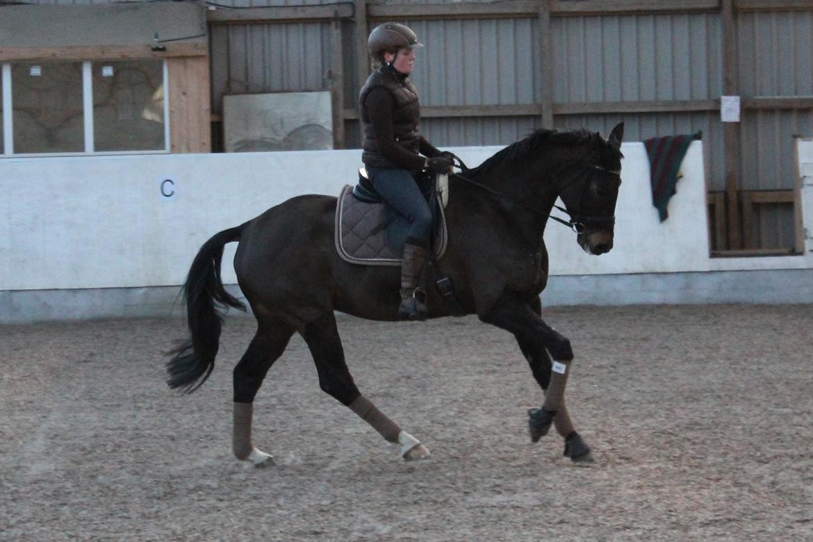 Trakehner Roloff billede 5