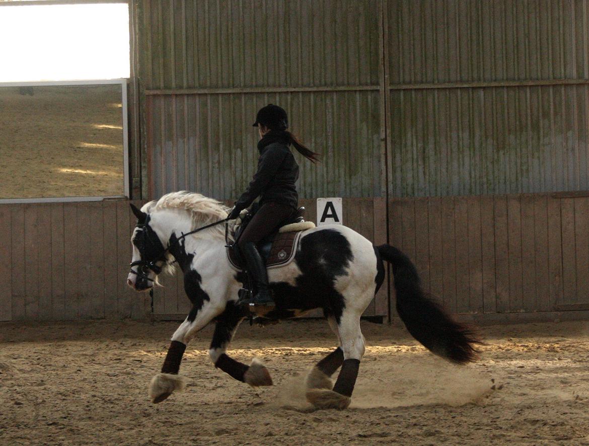 Irish Cob Cronos Regius - 23. marts 2013. billede 18