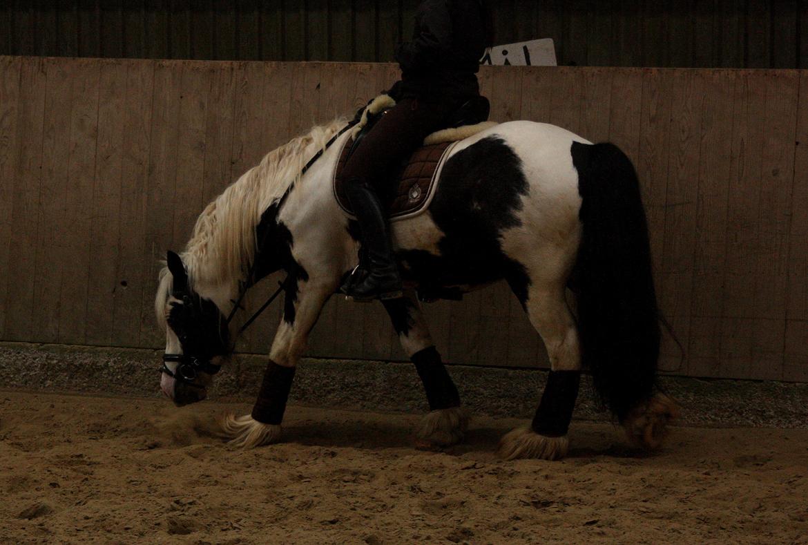 Irish Cob Cronos Regius - 23. marts 2013. billede 19