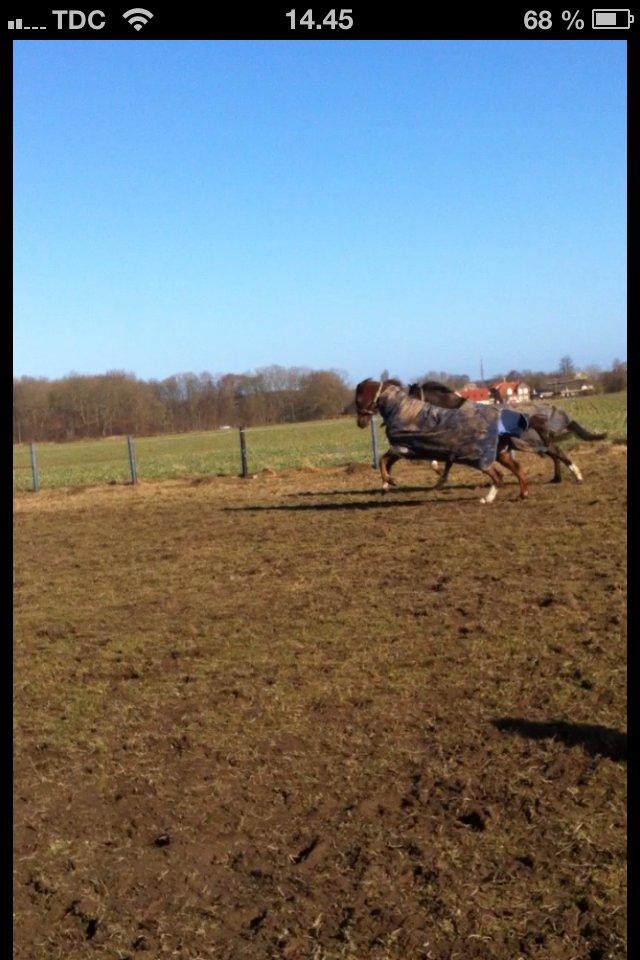 Hollandsk Sportspony Maggie [Himmelhest] - De skønne ponyer på fold! De er så glade <3 billede 12