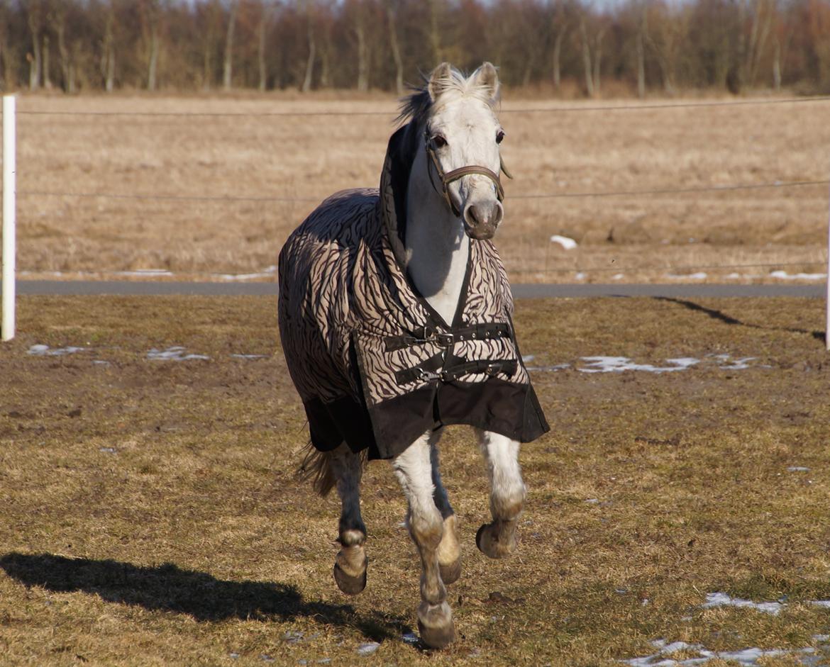 Anden særlig race Jasmin*Solgt )':* <3 billede 17