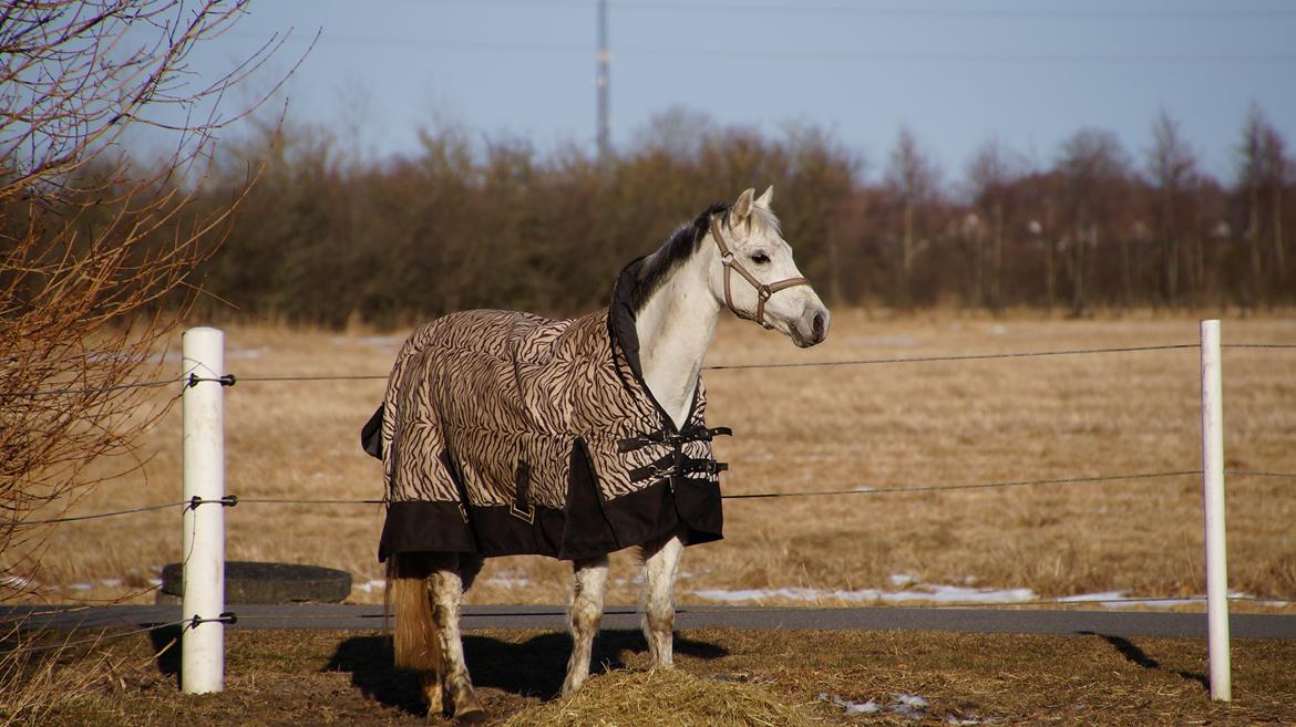 Anden særlig race Jasmin*Solgt )':* <3 billede 18