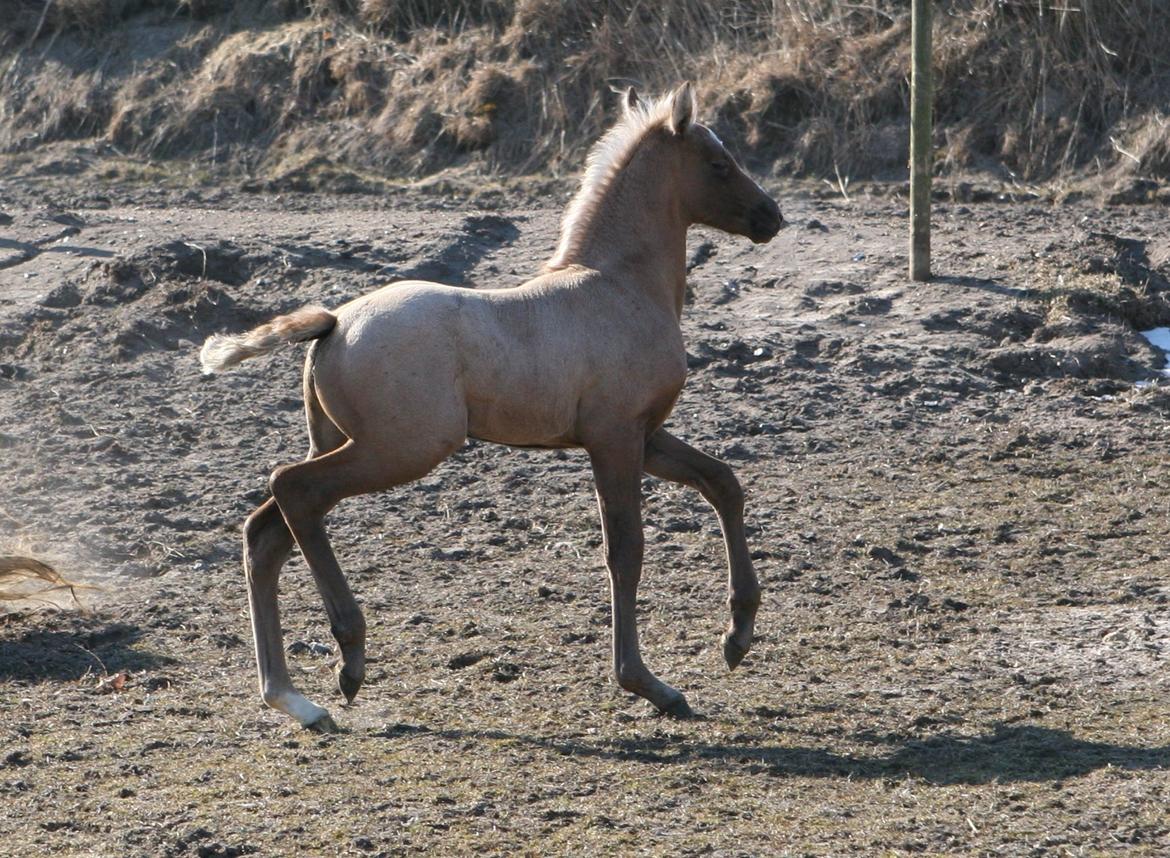 DSP Lykkebo Darleen billede 8