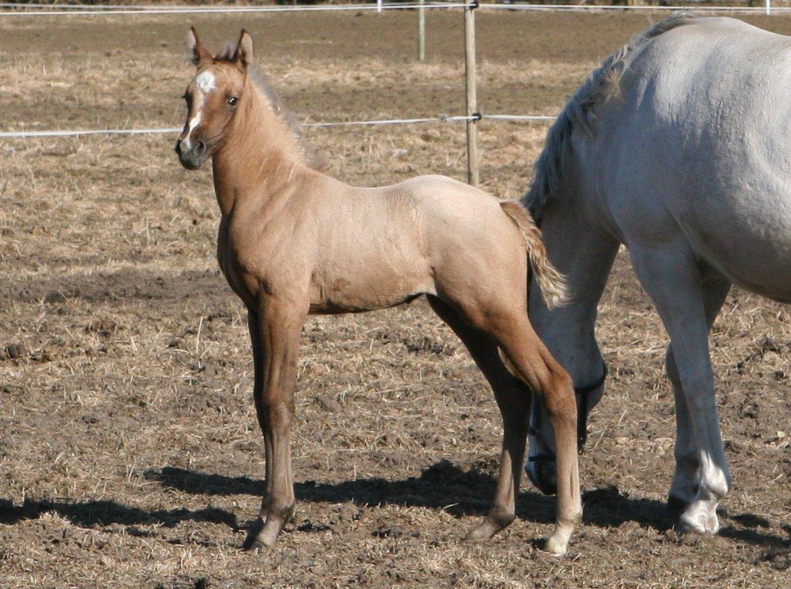 DSP Lykkebo Darleen billede 9