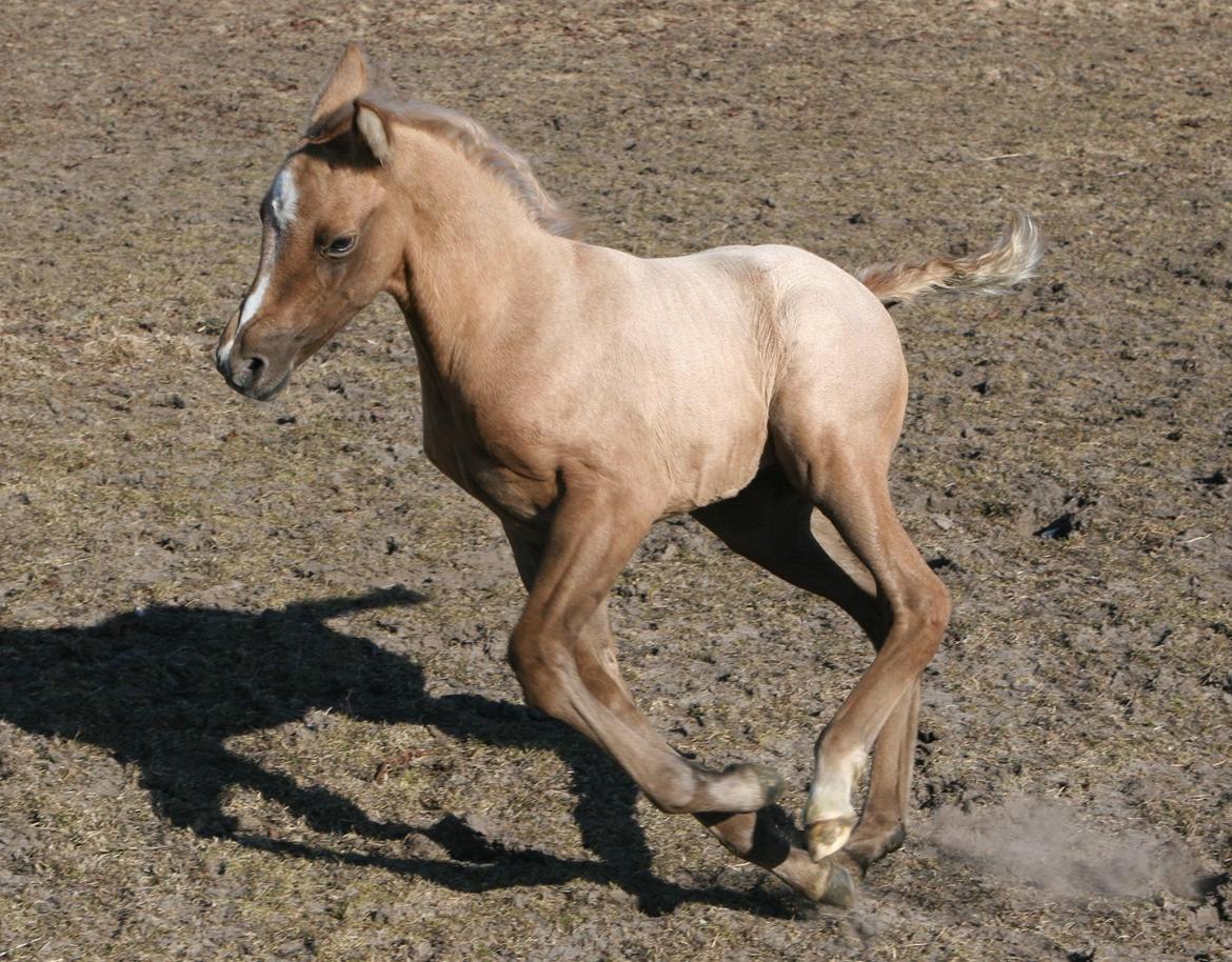 DSP Lykkebo Darleen billede 10