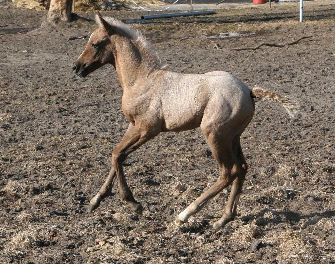 DSP Lykkebo Darleen billede 2
