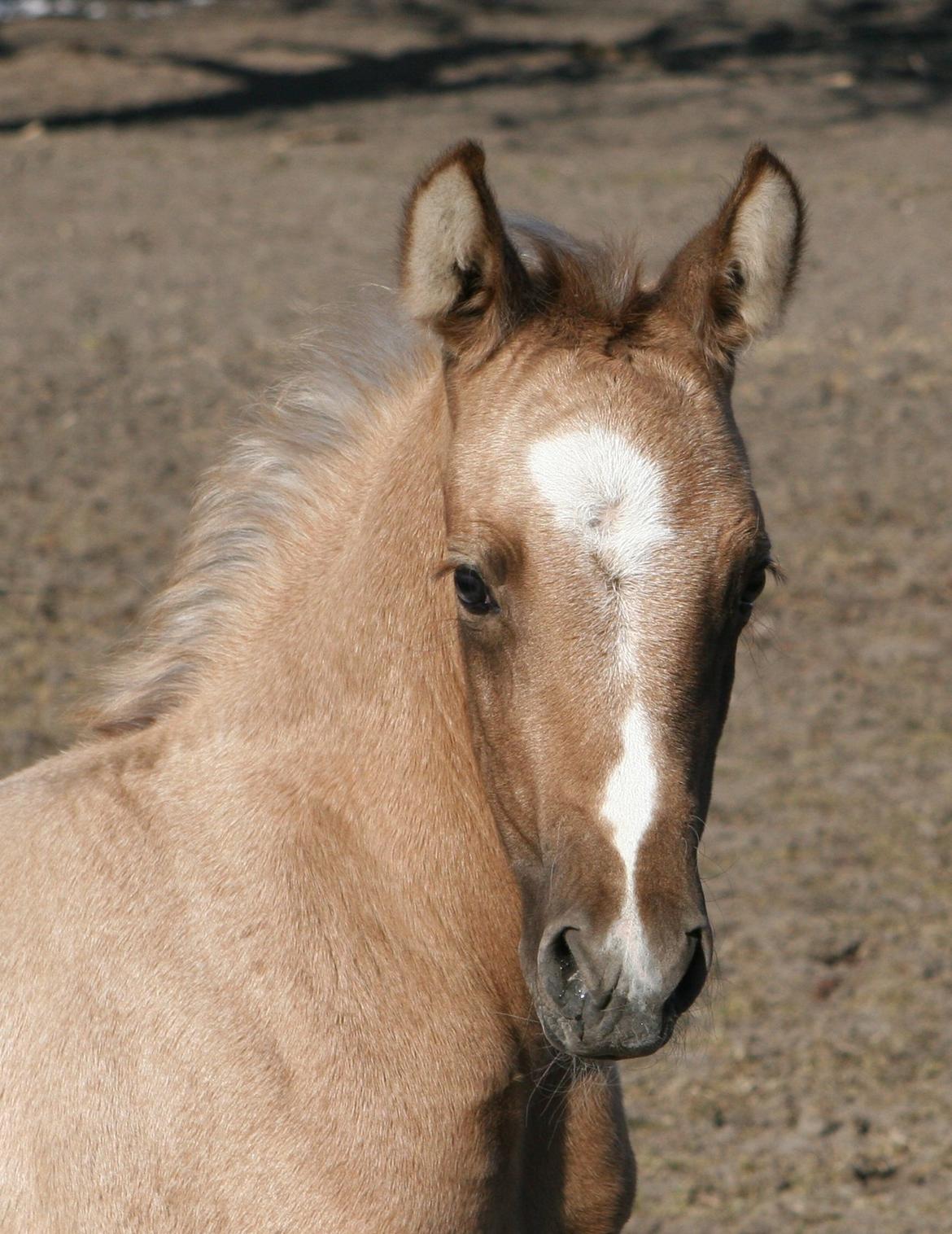 DSP Lykkebo Darleen billede 11