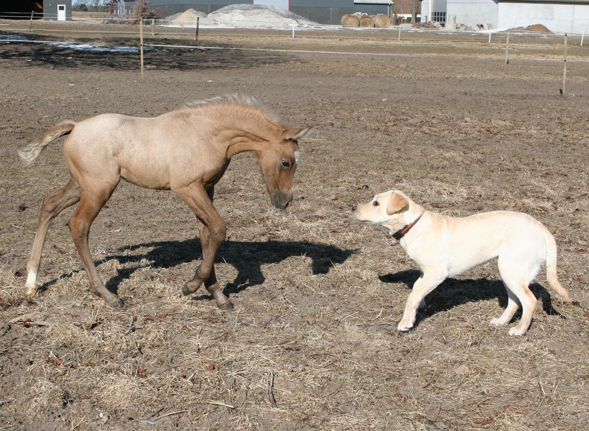 DSP Lykkebo Darleen billede 12
