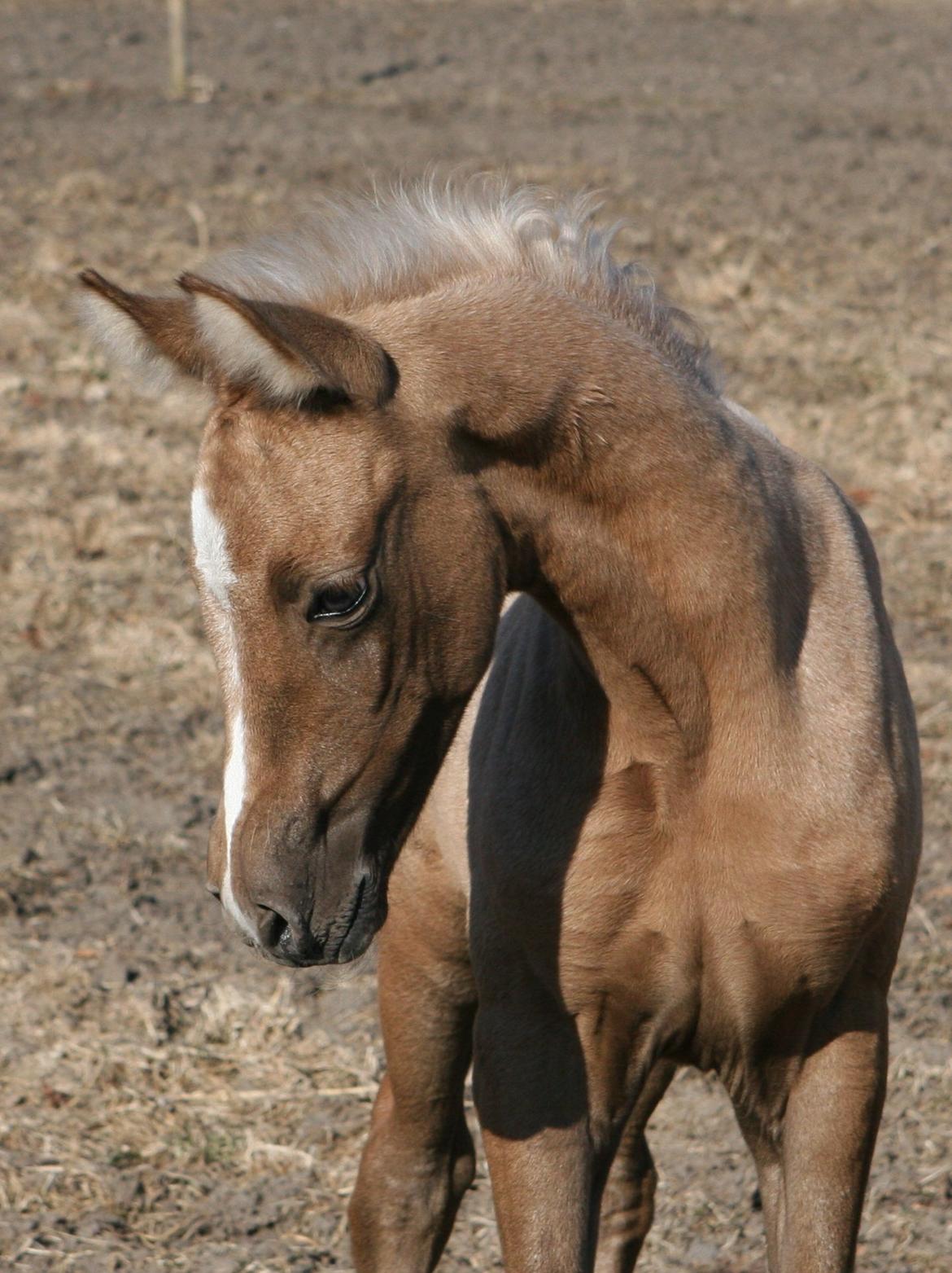 DSP Lykkebo Darleen billede 13