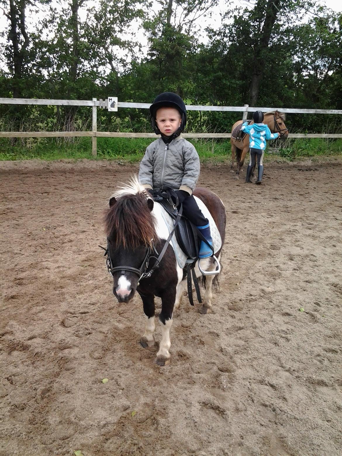 Shetlænder Bobo <3 Udlånt <3 - Manuel rider Bobo billede 11