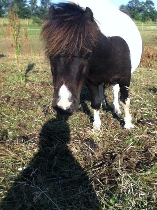 Shetlænder Bobo <3 Udlånt <3 - Bobo på marken billede 4