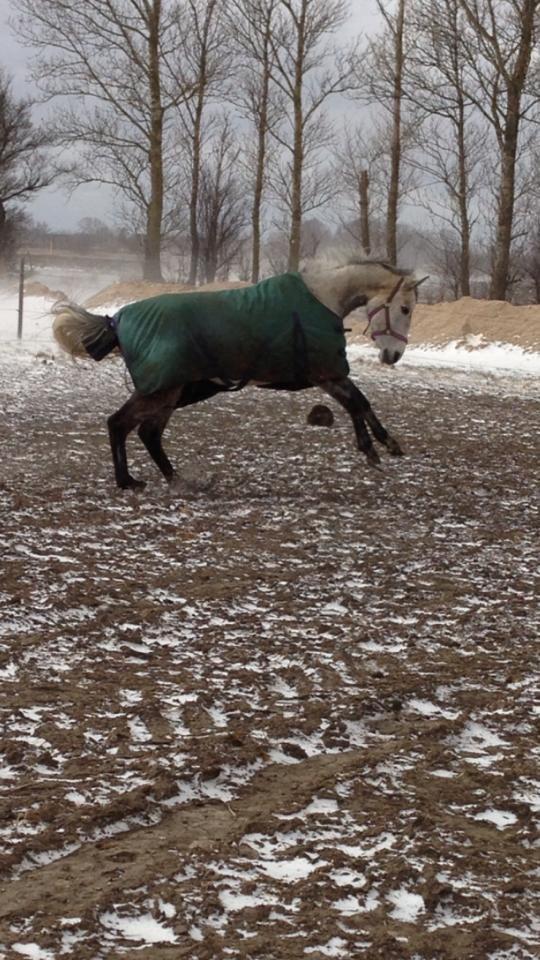 Anden særlig race India - India 10/3-13 billede 13