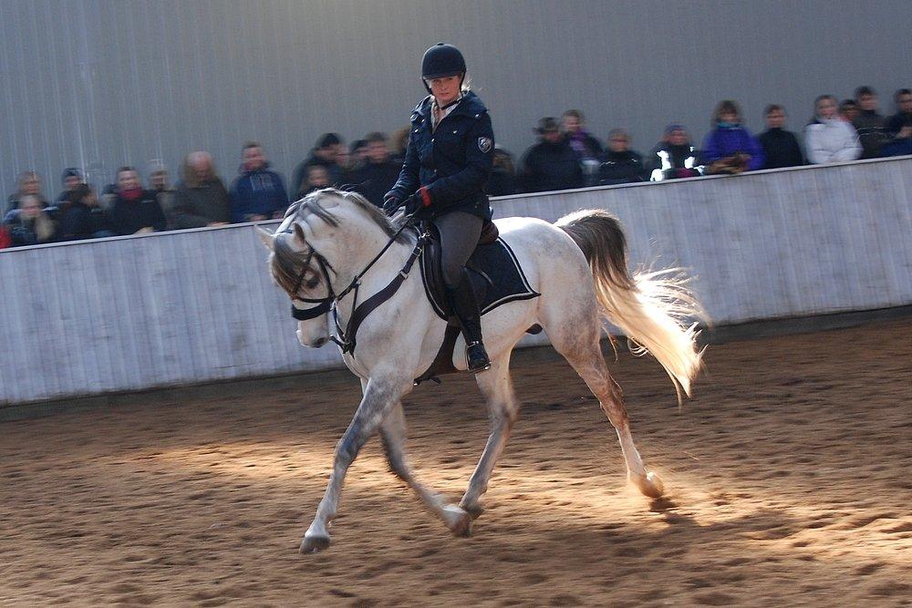 Arabisk fuldblod (OX) TIL MINDE om Gaudeamus - Hingstedag hos Husted Arabians d. 17 Marts 2013. billede 24