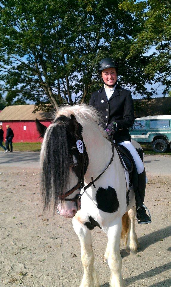 Irish Cob Blue Floridor - St heste dag 2012 billede 2