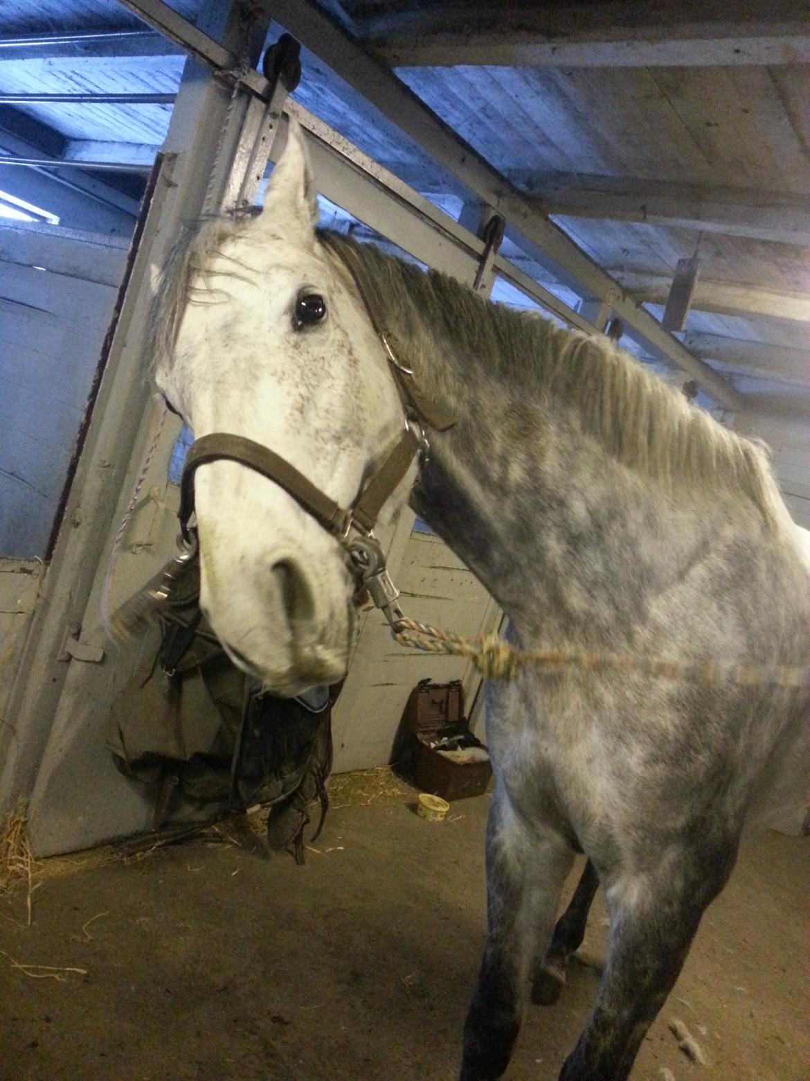 Dansk Varmblod Leto billede 1