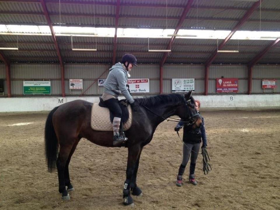 Dansk Varmblod Don lucifer di maltractare - Første gang med rytter :) billede 6