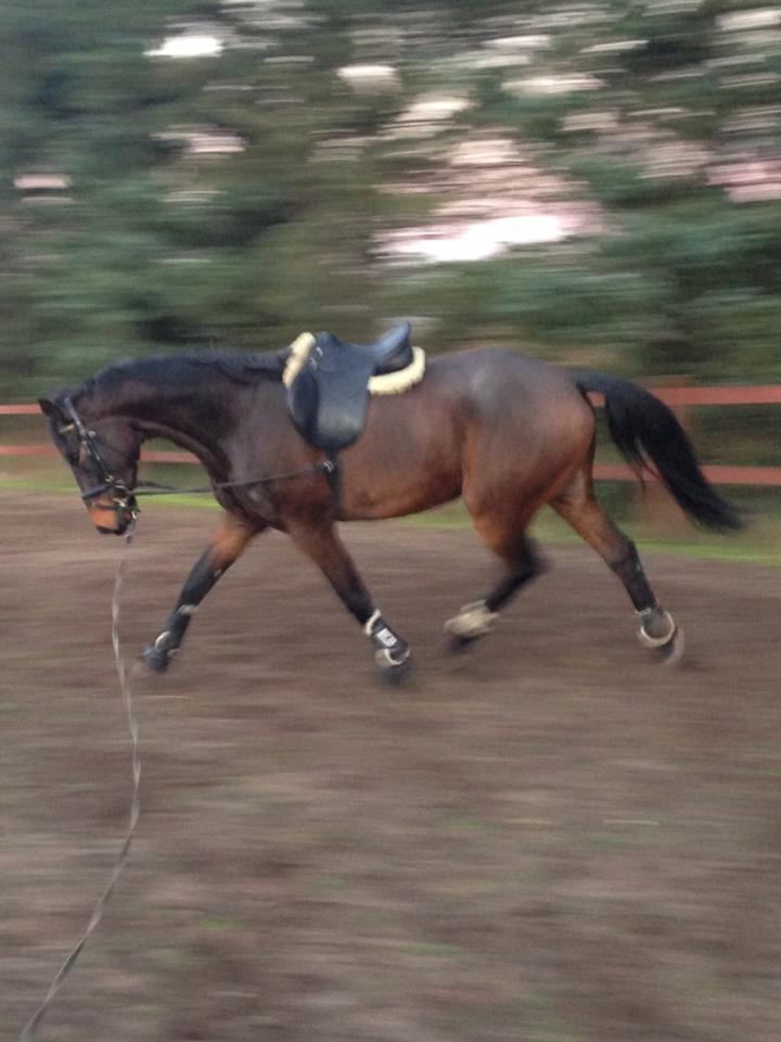 Dansk Varmblod Don lucifer di maltractare - Bevæge sig, det kan han også :) billede 7