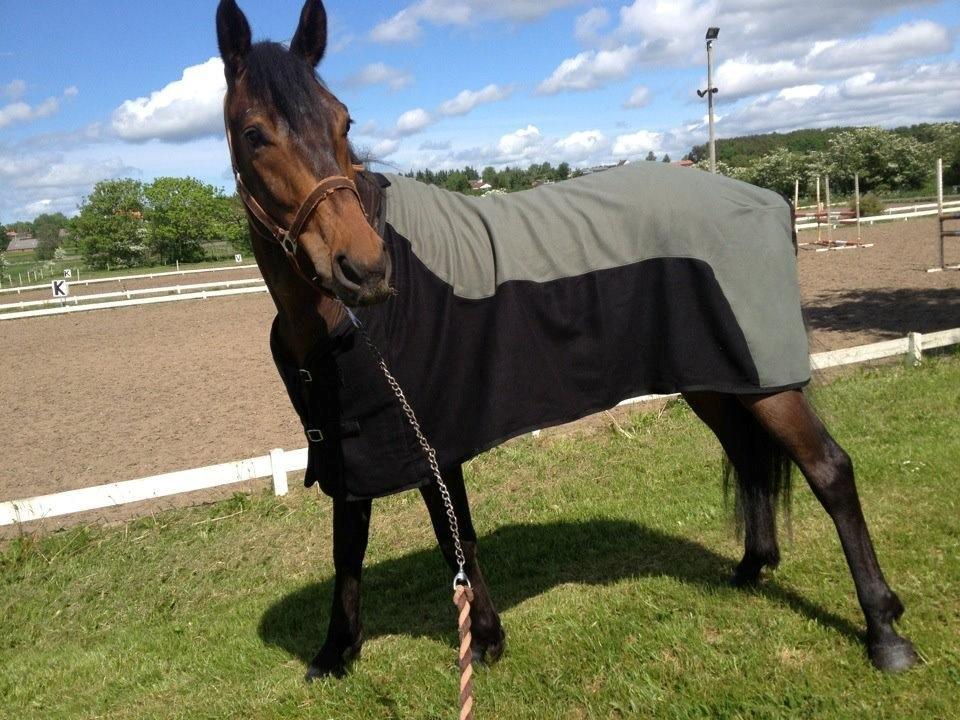 Dansk Varmblod Don lucifer di maltractare - Nyvasket og med fine hove. billede 8