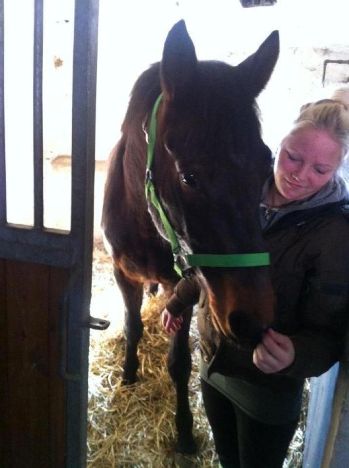 Dansk Varmblod Don lucifer di maltractare - Bokshygge. billede 9