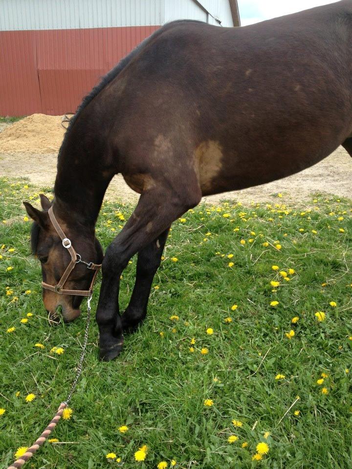 Dansk Varmblod Don lucifer di maltractare - Sommerhygge i det grønne. billede 10