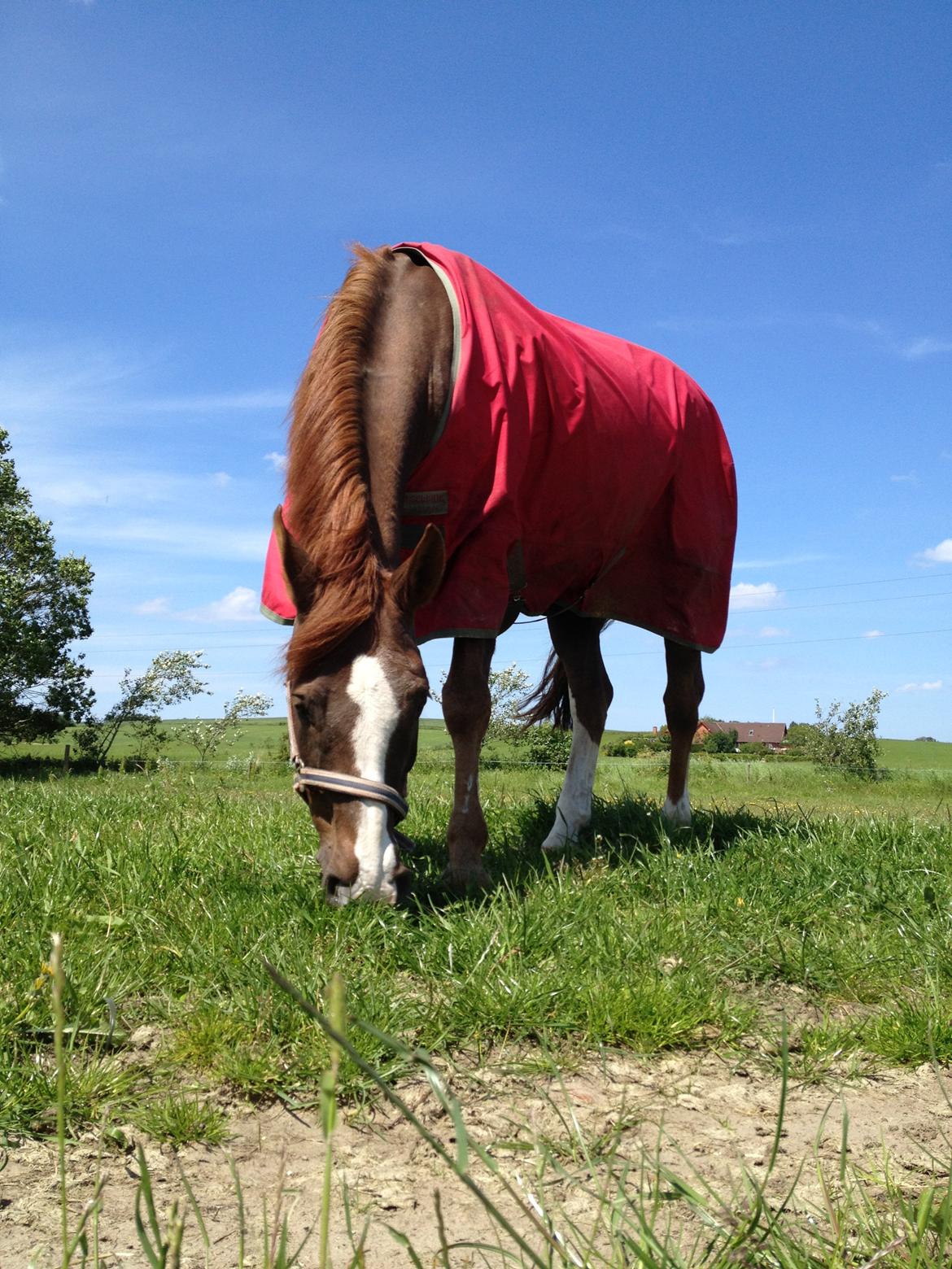 Anden særlig race Pax - En dejlig sommerdag! billede 17