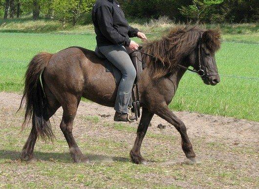 Islænder Kolskör frá Egemose ~ my soulmate <3 - Billede fundet på Joras :)  billede 1