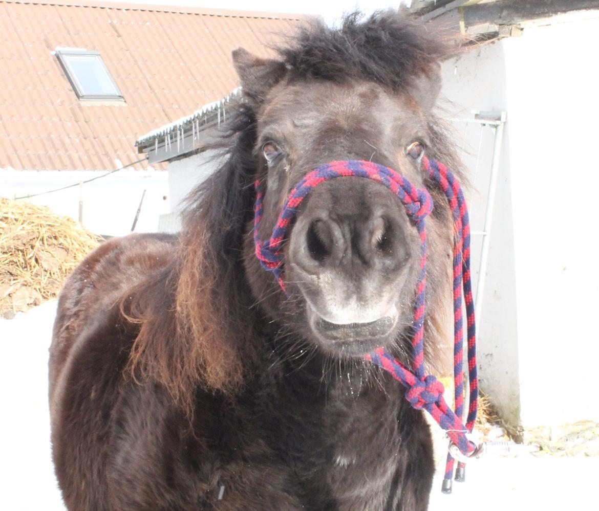 Anden særlig race Tulle billede 13