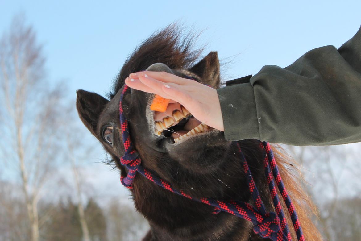 Anden særlig race Tulle - 23-03-2013 billede 14