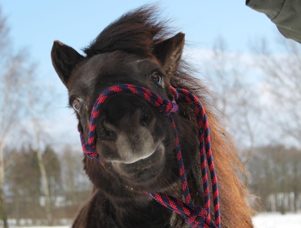 Anden særlig race Tulle billede 15